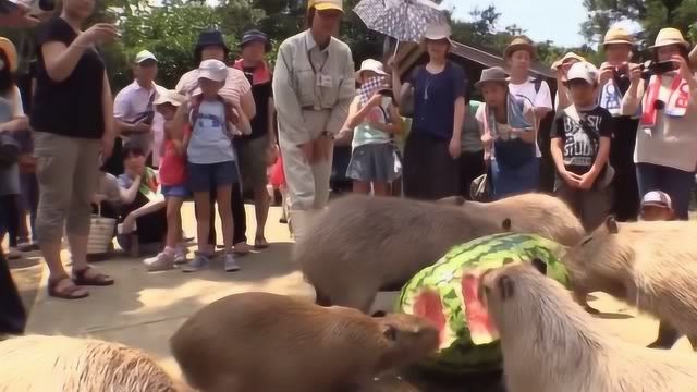 水豚动物野生动物野生动物保护