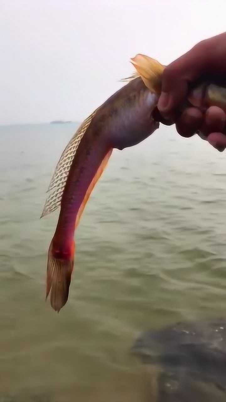 长得像龙尾巴的龙尾鱼,寓意非常吉祥,赶紧放生吧