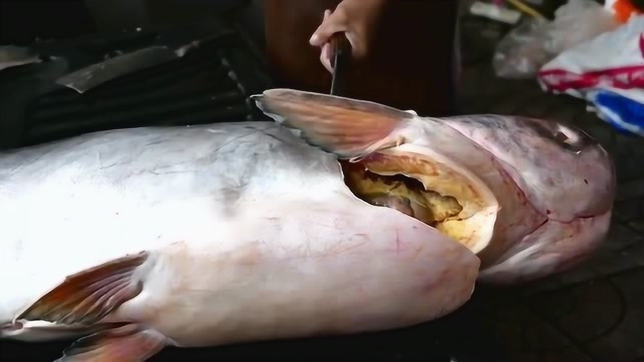 老鲶鱼身体里竟然没有血全都是黄色的脂肪这样的鱼肉会好吃吗