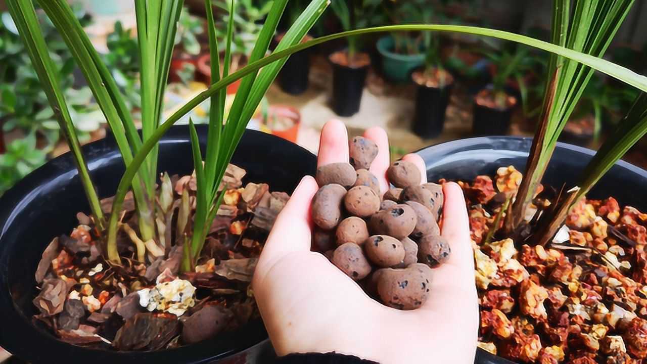 陶粒能用来养兰花吗?搞明白这些优缺点再用!
