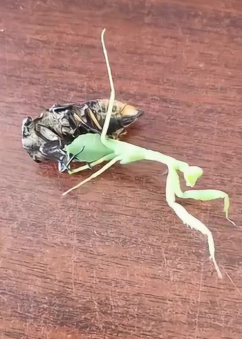 螳螂大战蝉本应该以螳螂完胜告终不料蝉死后竟还不放过螳螂