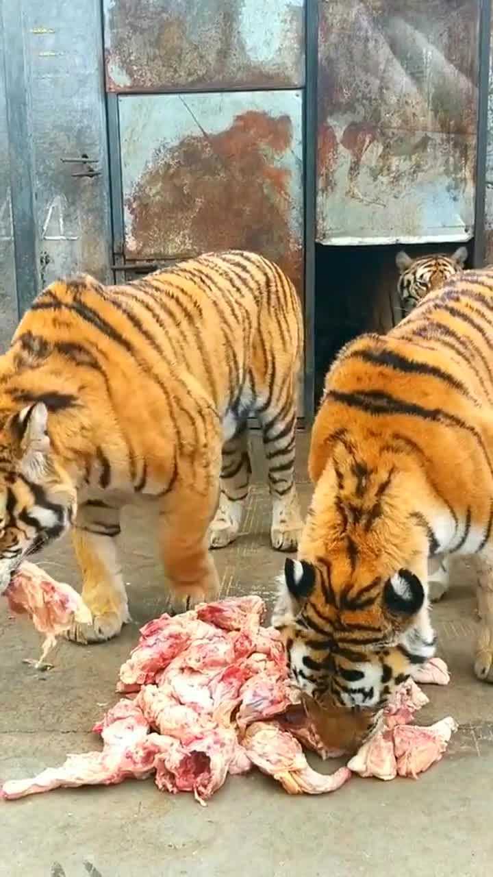 老虎天天吃鸡肉我都吃腻了