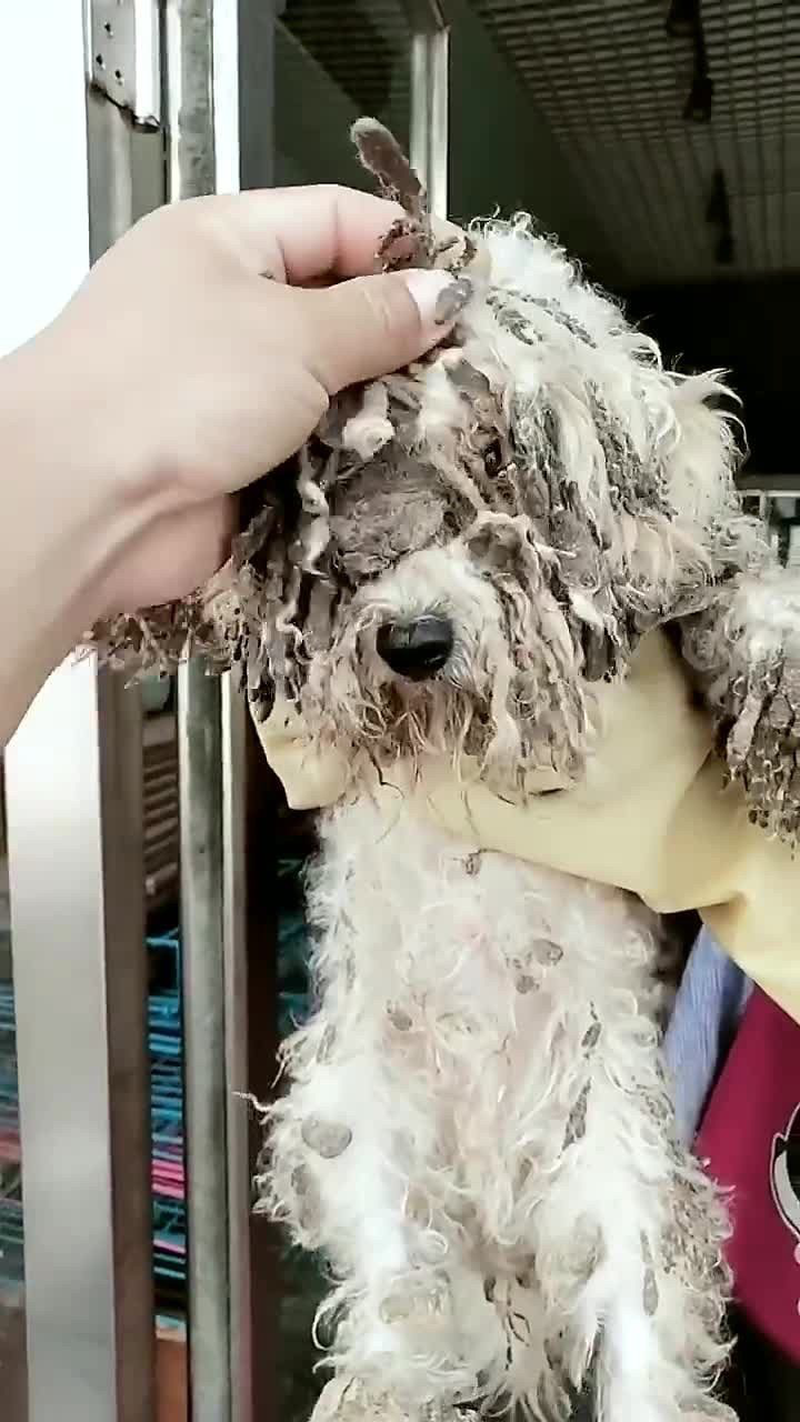 被虐的比熊,我看着就难受