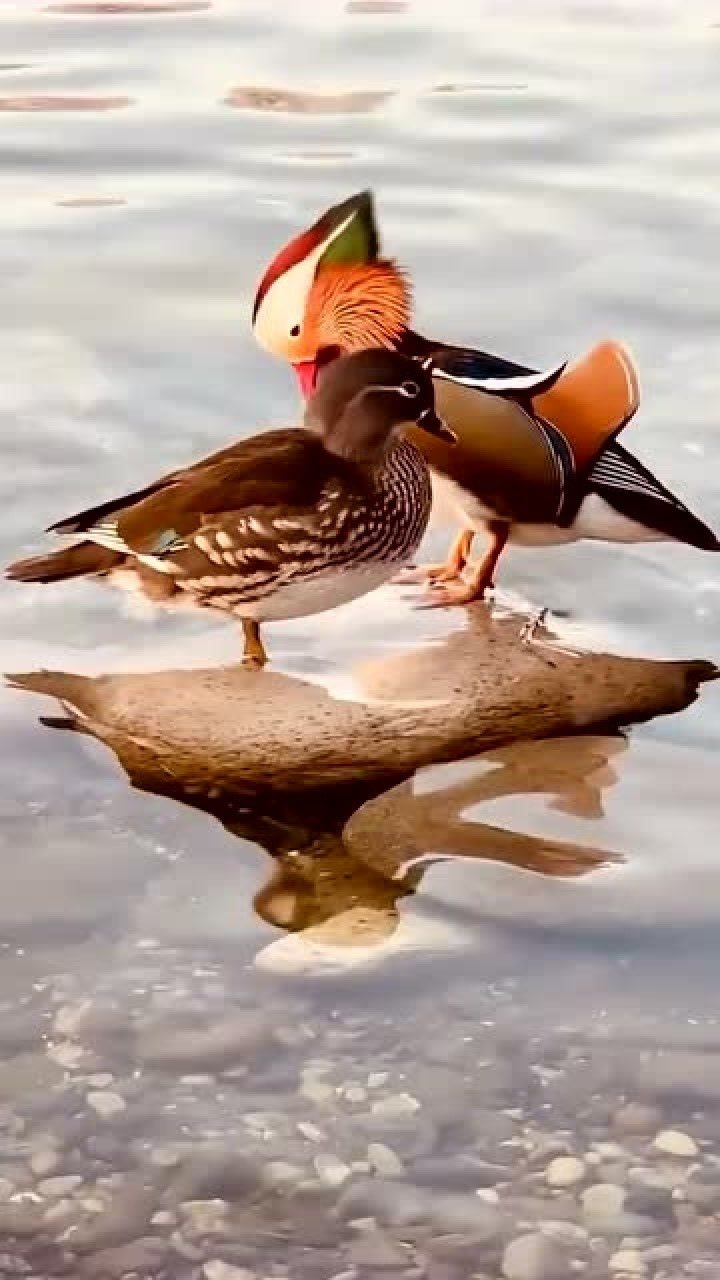 鸳鸯石上巧梳羽,相依相偎永不离,恩恩爱爱两相知,幸幸福福惹人醉