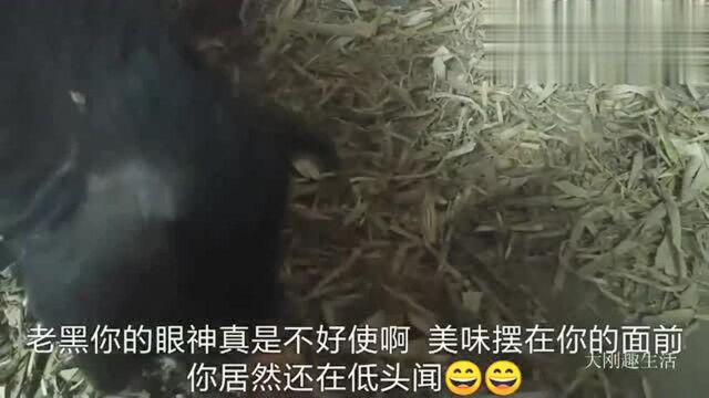 老黑猪生第二回吃桔子,细细品好像还有点酸,老黑的表情太逗了