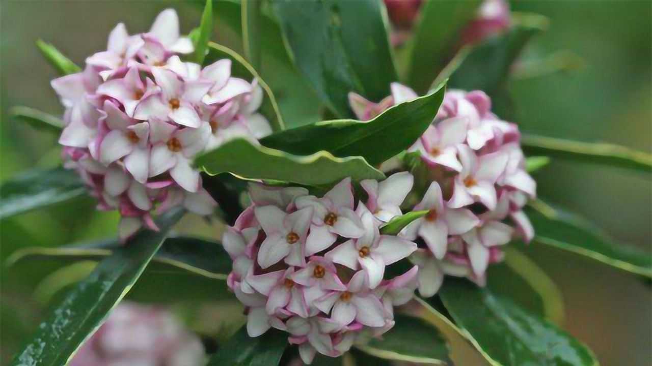 金边瑞香花开爆盆注意几个养护重点你也能做到