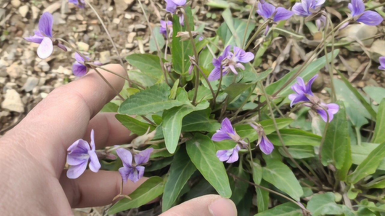 田埂上常见的"犁头草",药用价值高,你们那边有吗?