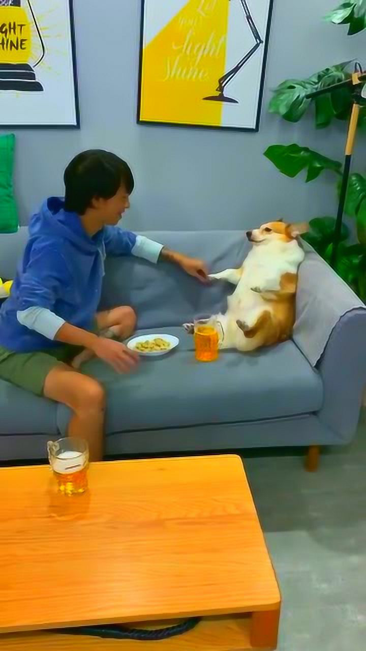 猫在角落瑟瑟发抖,暗中观察