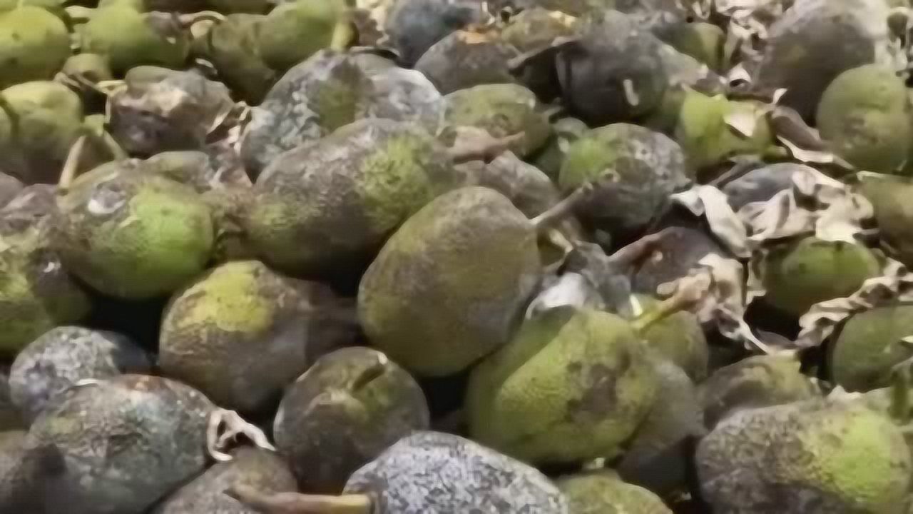 果农辛苦种的榴莲蜜,放到车库里面全都烂了,这下要赔不少钱了!