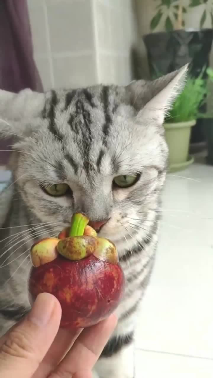 当猫遇到了山竹,笑点就来了