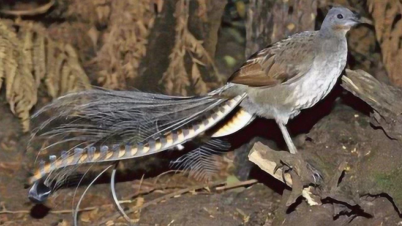 男子野外发现蛇鸟一体奇怪生物走近一看吓出一身冷汗