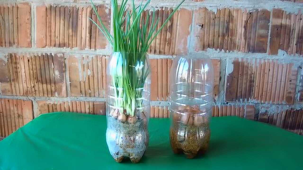 用可乐瓶在家种葱,简单实用还省钱,快试试吧