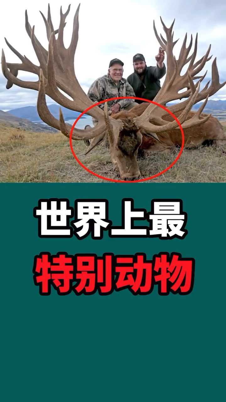 世界上最特别的3种动物