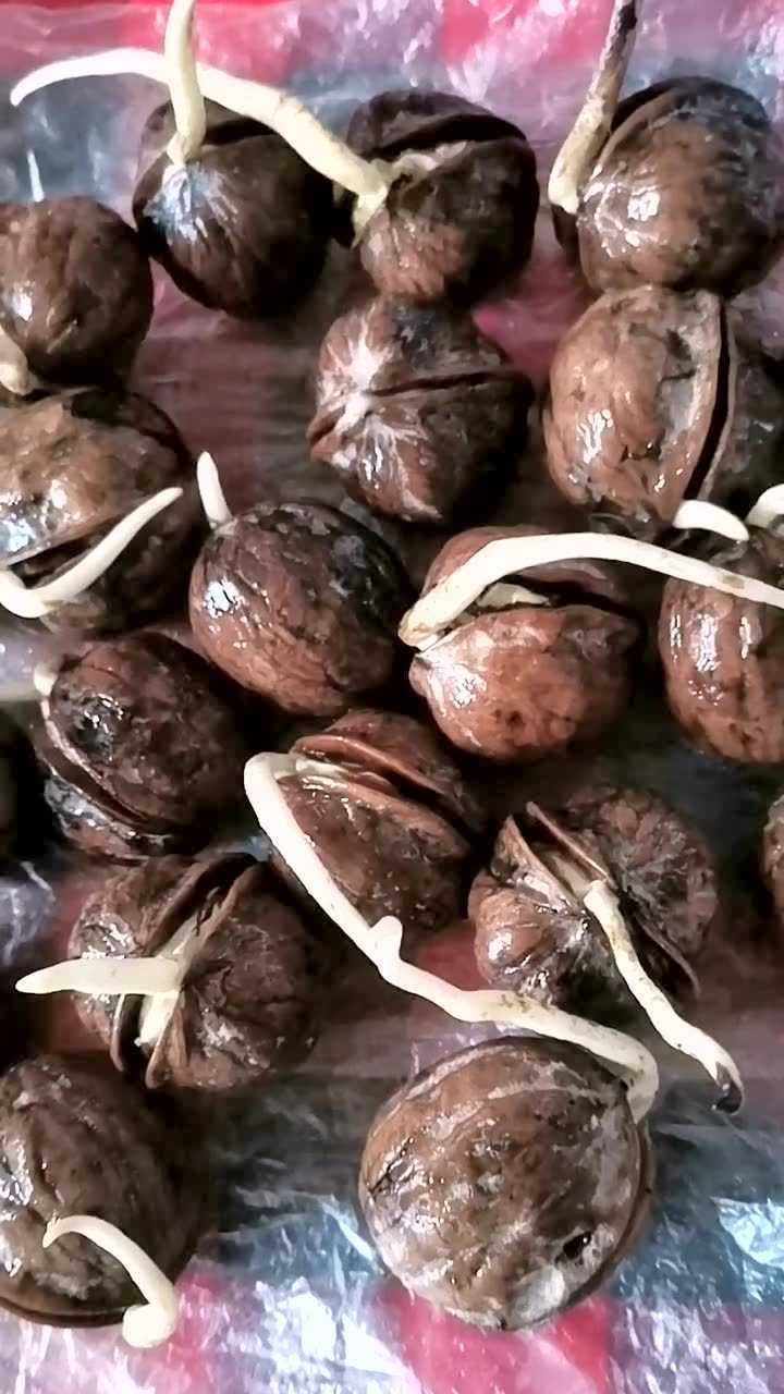 发了芽的核桃
