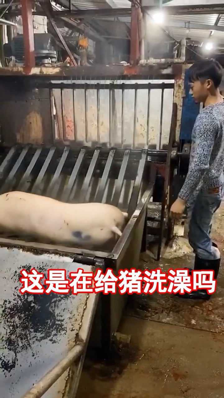 这是在给猪洗澡吗?洗完澡是不是要开荤了呢
