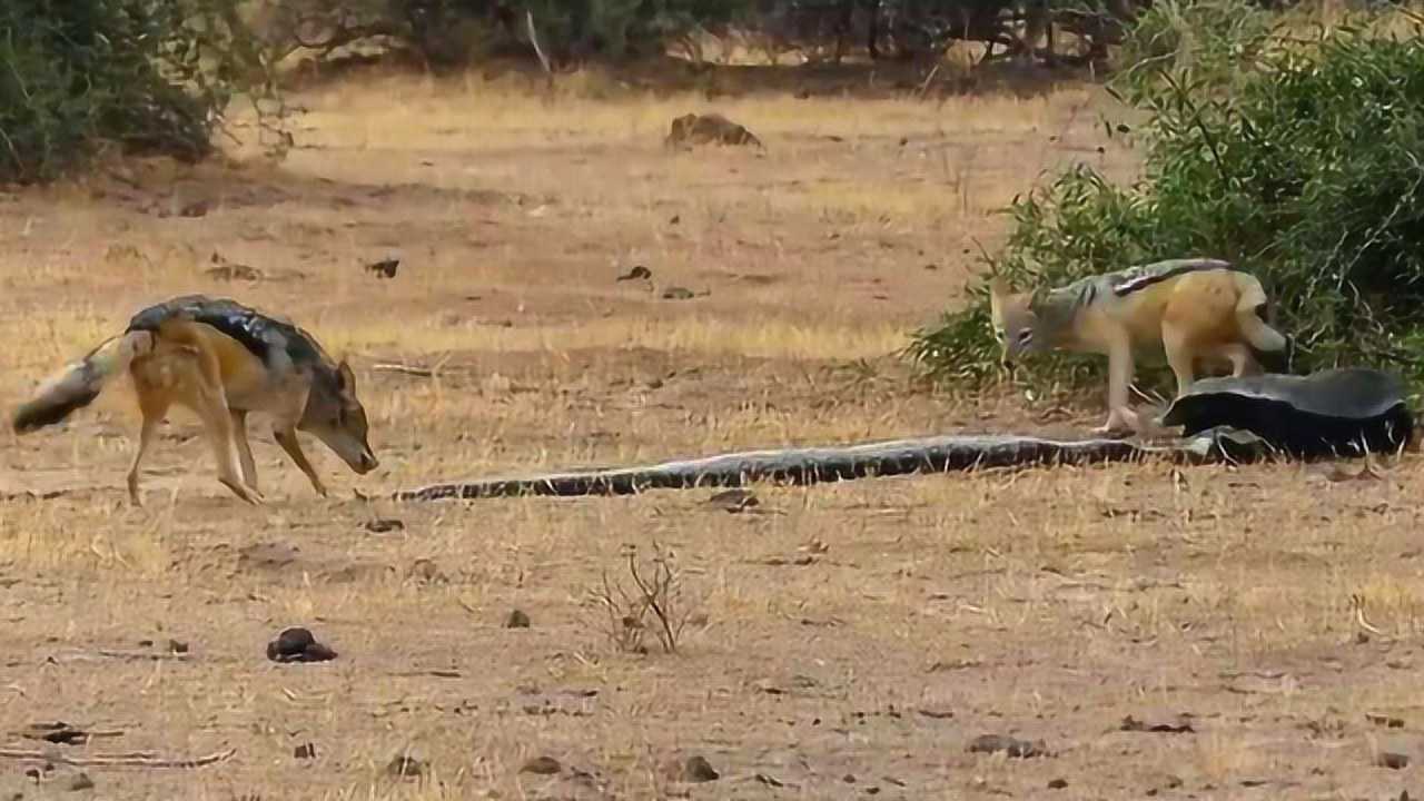 平头哥捕杀巨蟒却遭反杀生死时刻豺狼赶到镜头记录激烈过程