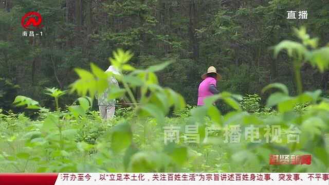 进贤新闻 小小吴茱萸 结出脱贫致富果