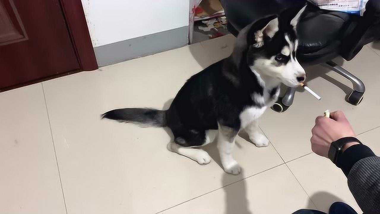 搞笑二哈一只聪明的哈士奇抽烟续