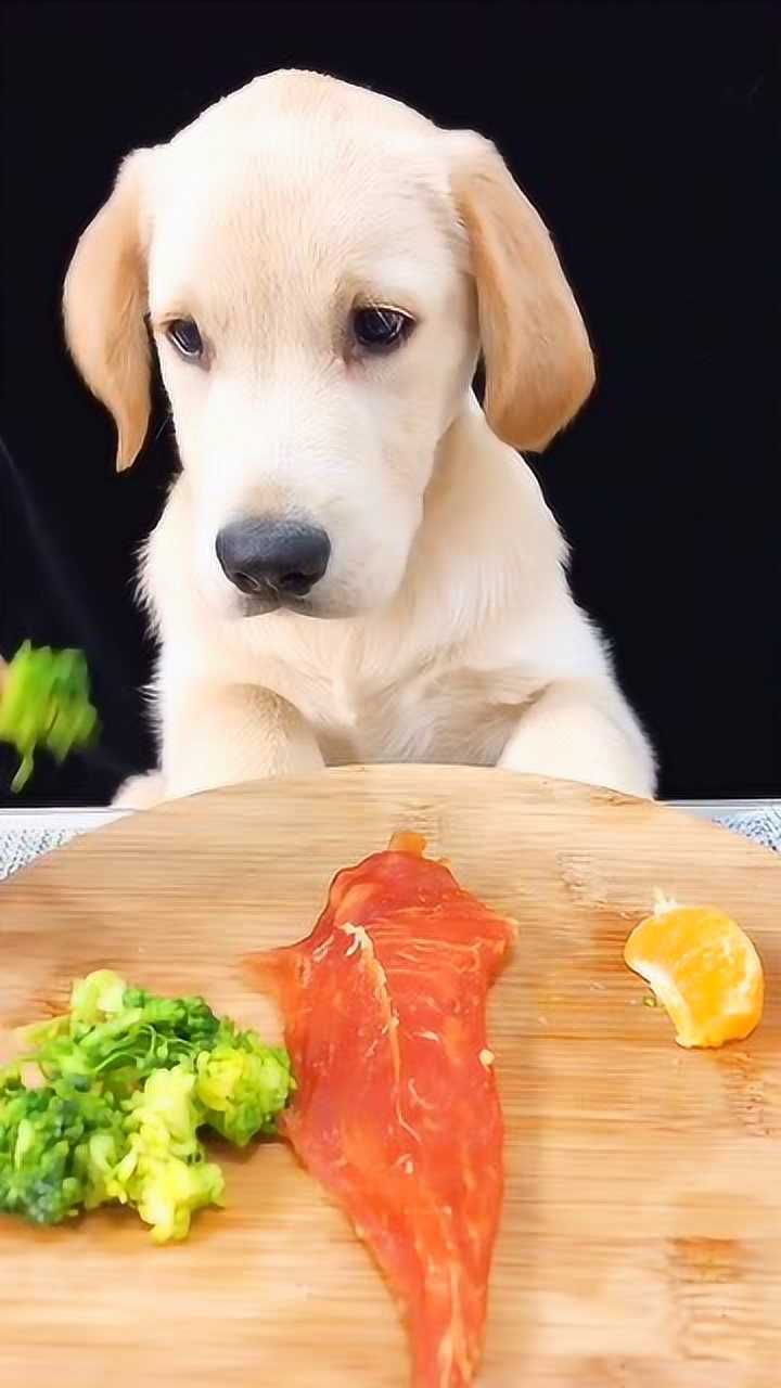 声控吃播狗狗吃水果的声音真是太有食欲了