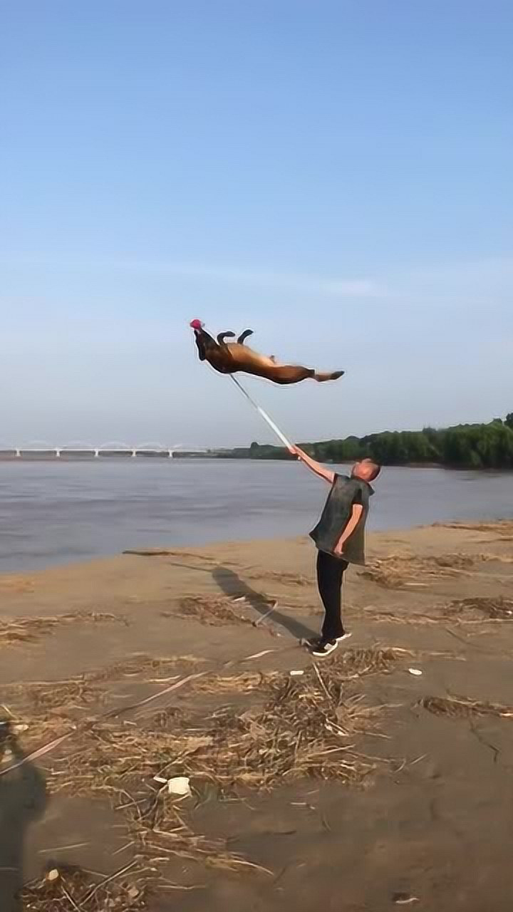 主人借杆引领狗子完成后空翻,这姿势太帅了,完美落地