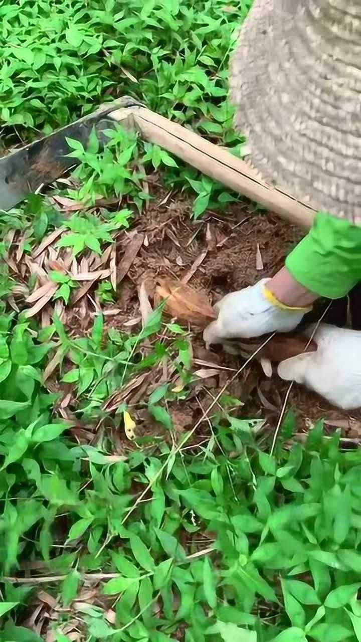 老大爷挖笋这么大一只绝对能吃好几顿