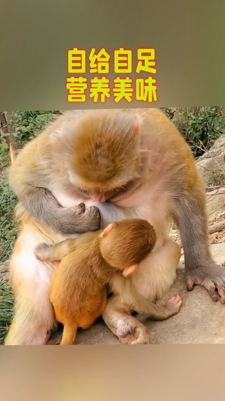 猴子妈妈喂小猴子吃奶图片