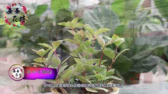 才发现轮叶豆瓣绿的种植这么简单,以前真是可惜了,现在也不晚