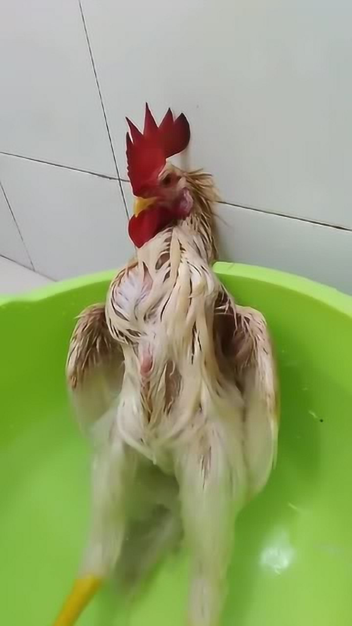 真正的落汤鸡,没脾气了