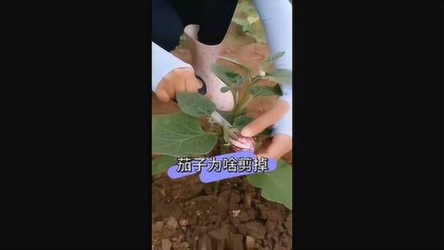 小茄子为什么要剪掉?