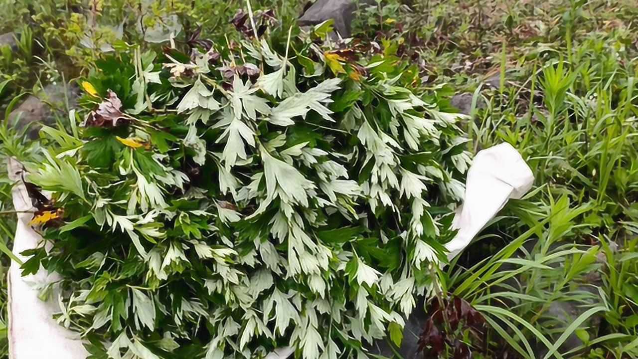 农村艾草价值很高,夏天驱蚊效果好,端午节采摘为上品