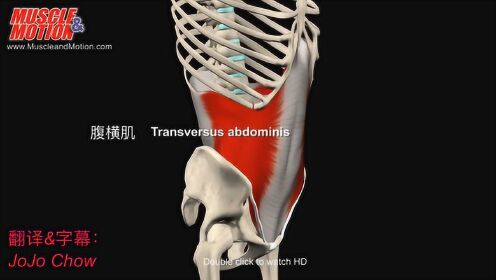 【运动解剖】腹肌（中英双语）Abdominal Muscles