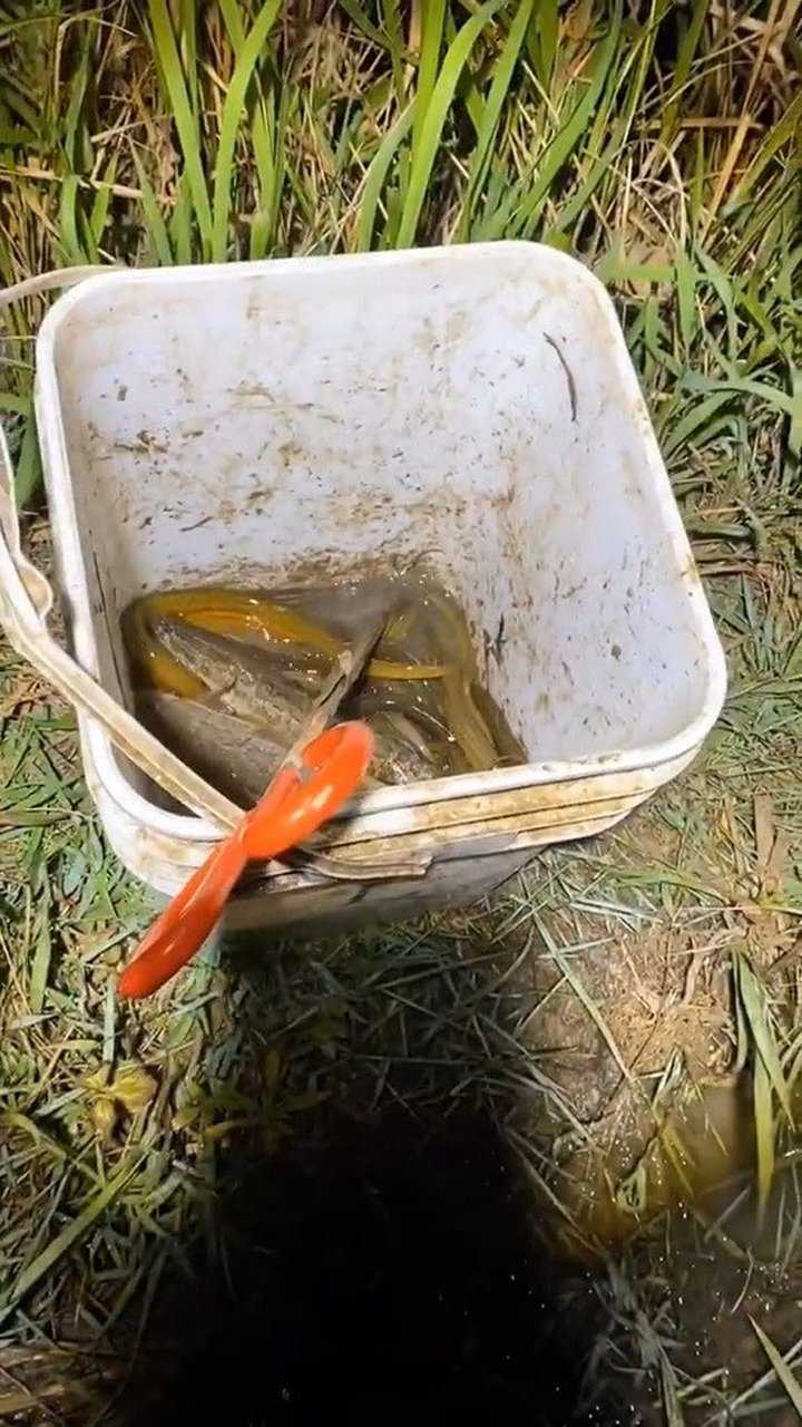 你们猜我桶里还有两条什么鱼