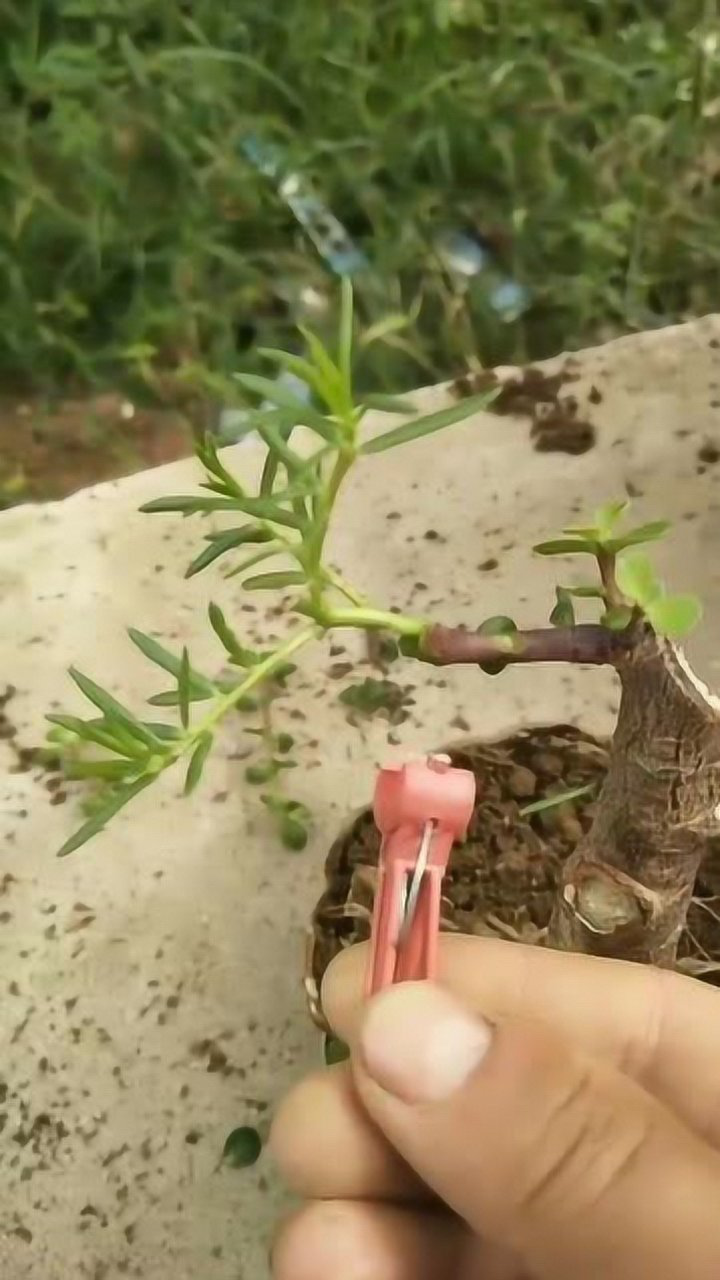 金枝玉叶嫁接太阳花学我这样做让你少走弯路