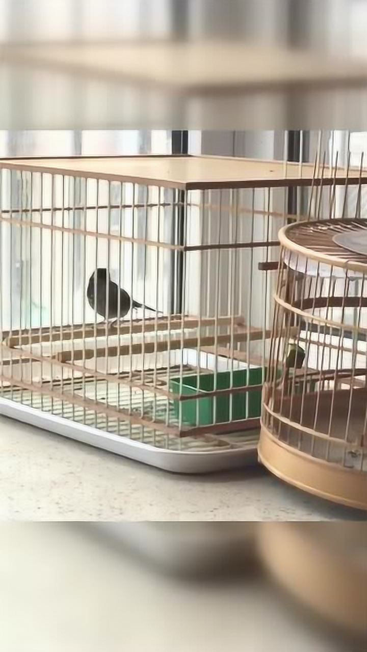 极品铁岭贝子鸟的叫声清脆美妙这也太好听了吧