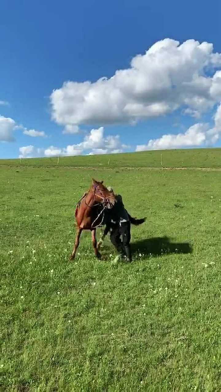 蓝天白云大草原,骑着马儿飞奔,这种感觉无法形容