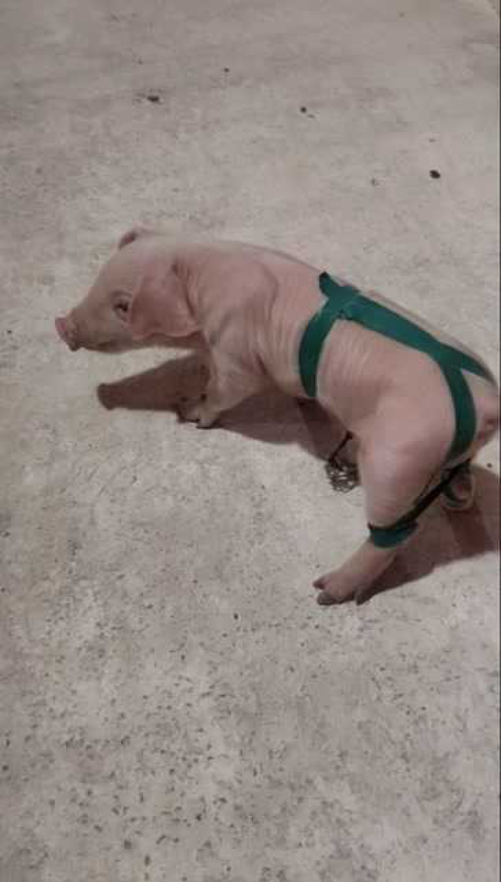 思想滑了坡办法不会多这样治疗仔猪八字腿效果很好