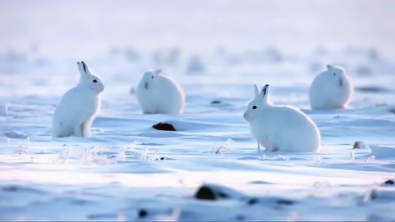 动物系列16北极的雪兔又白又胖奔跑时像白色的肉团一起圆碌碌