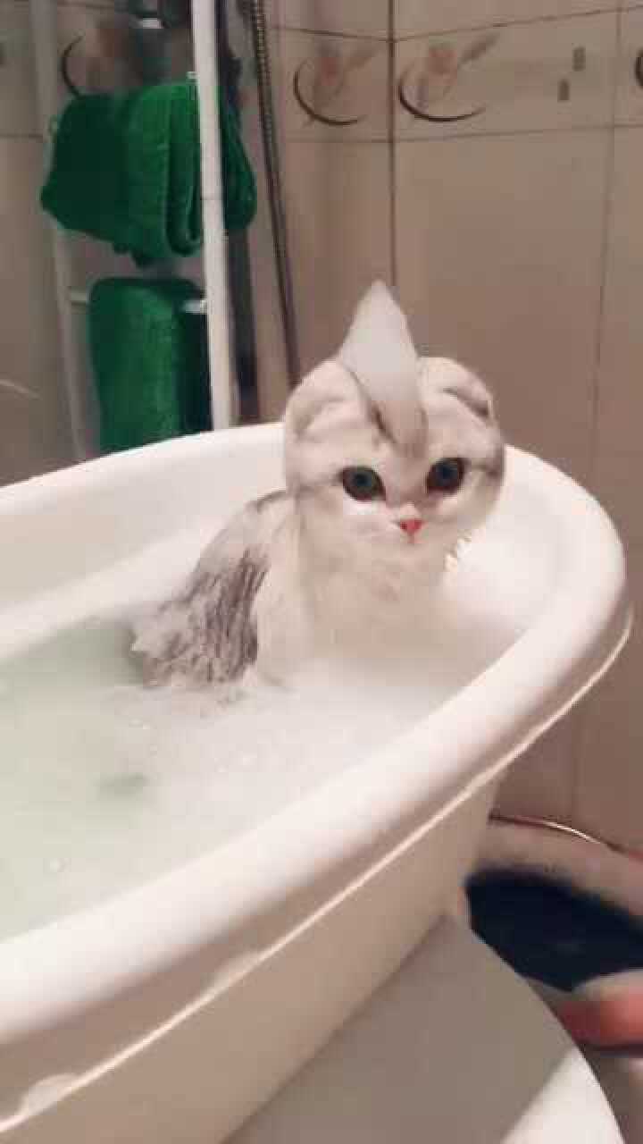 最近这只猫咪火了美美哒出浴照网友如此萌宠谁能不爱