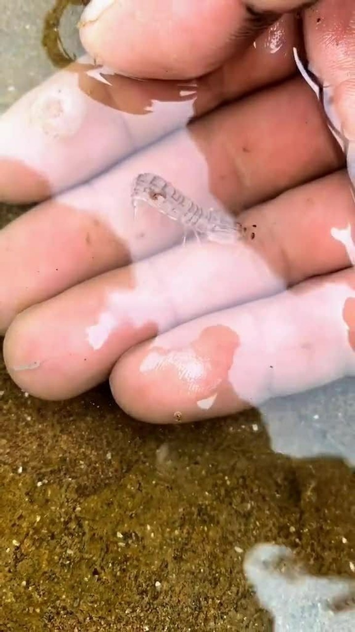 这是皮皮虾里最小的,但不要忽视它的存在,要不它会让你疼的