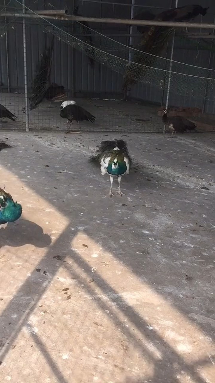 孔雀开屏一瞬间好不容易抓拍到了而且叫声很奇怪