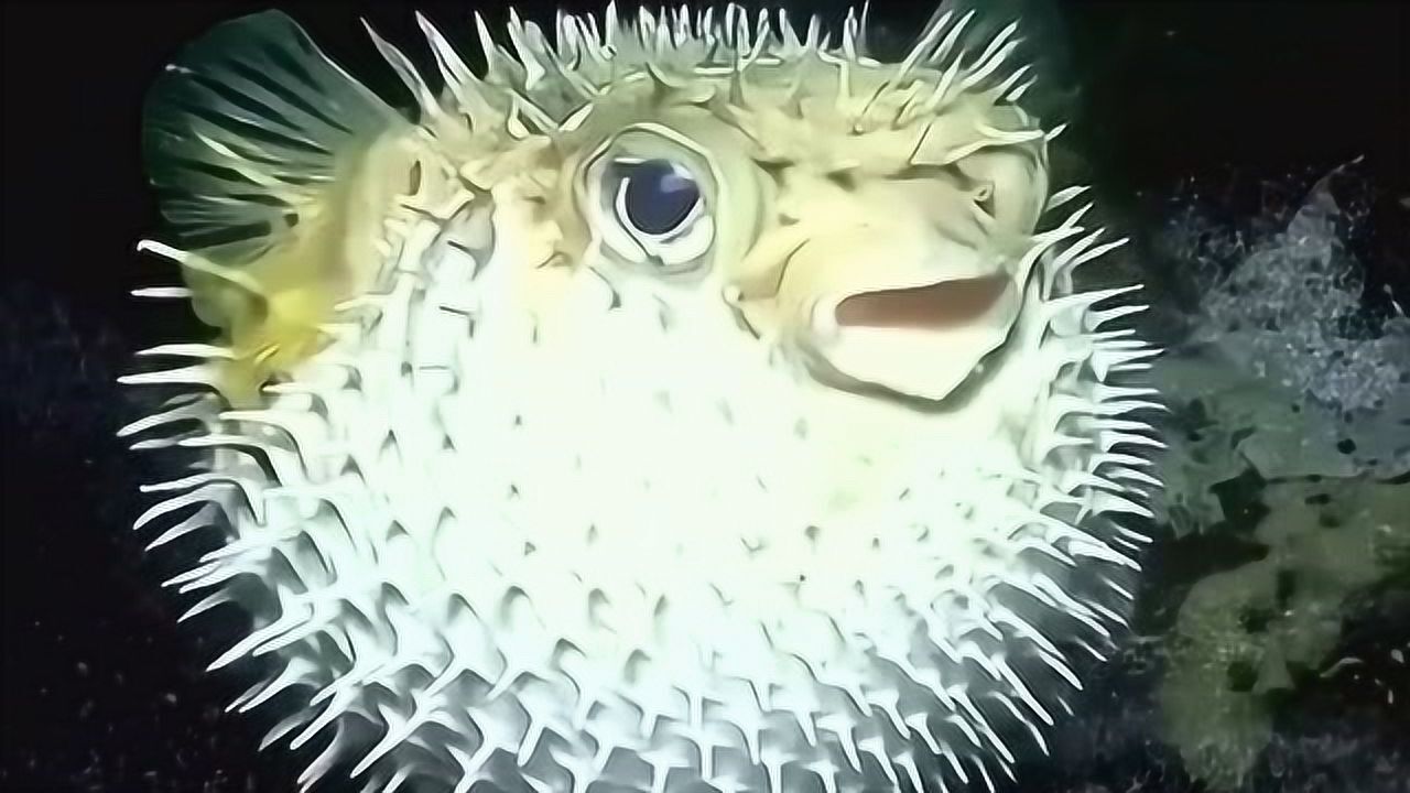 刺豚鱼的骨架,它们的刺并非附着于皮肤,而是骨架的一部分!