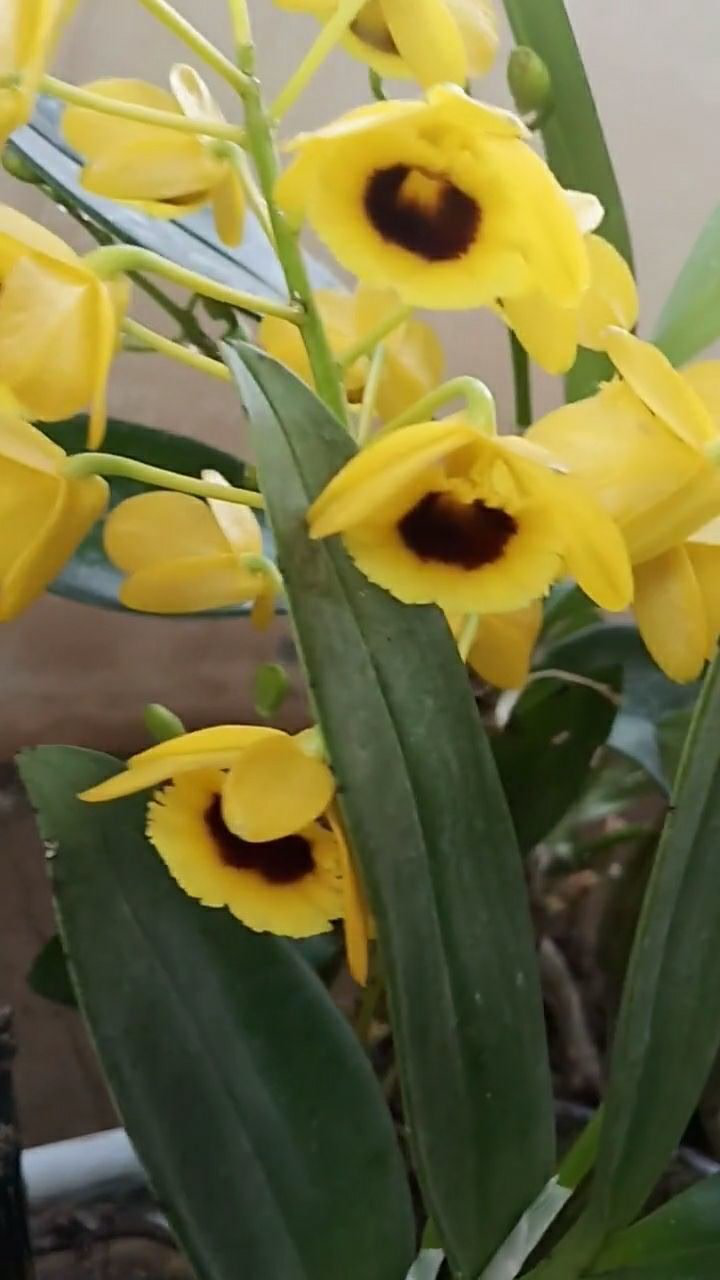 栗斑鼓槌石斛,开了好多花,颜色非常的鲜艳