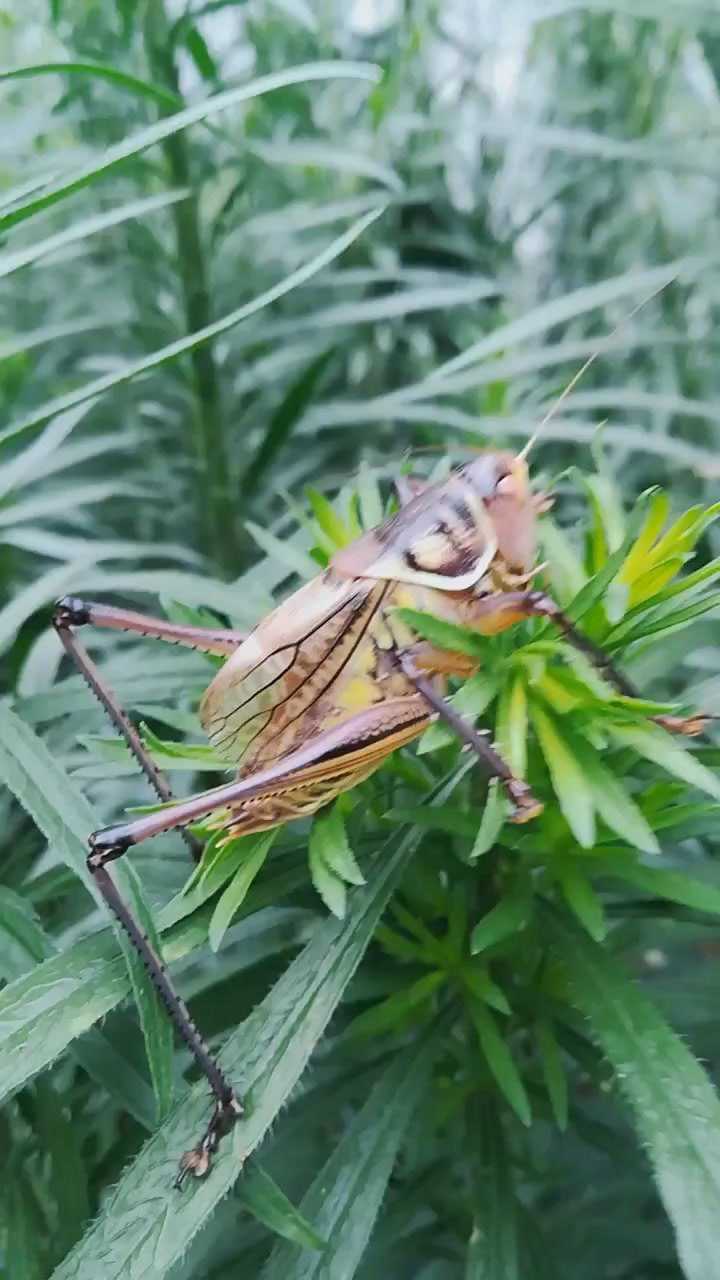 这种蝈蝈真的爱了,而且还很精致,还是棕色的