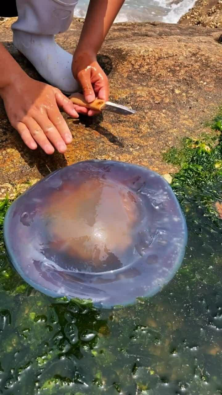发现一个大海蜇,就像果冻一样,看着就很好吃