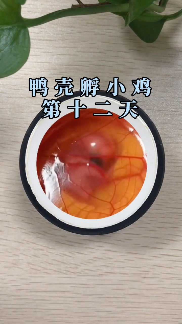 鸭壳孵小鸡第十二天
