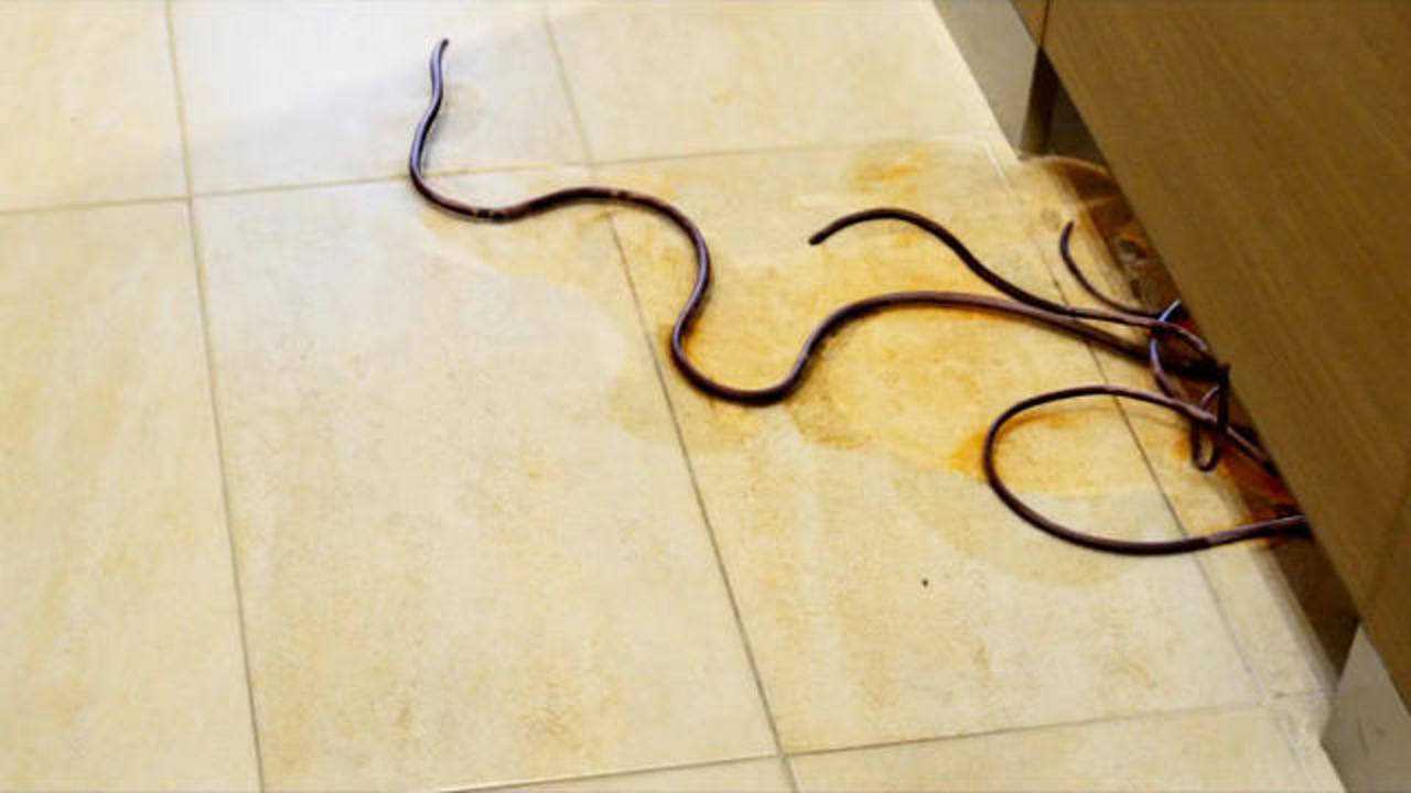 寄生虫寄生在人类大脑里,操纵宿主疯狂跳河自尽,韩国惊悚灾难片