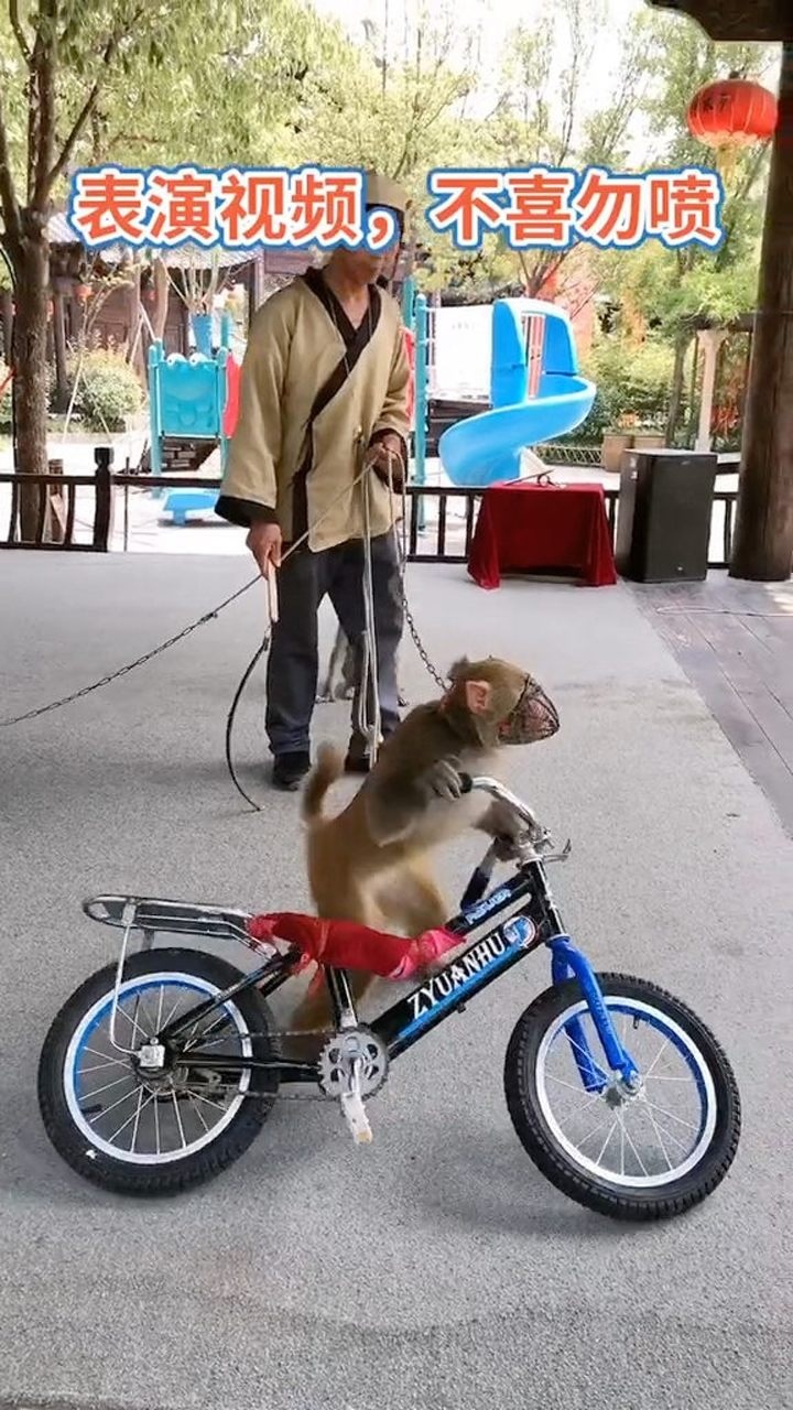 猴子骑行单车,你们见过吗