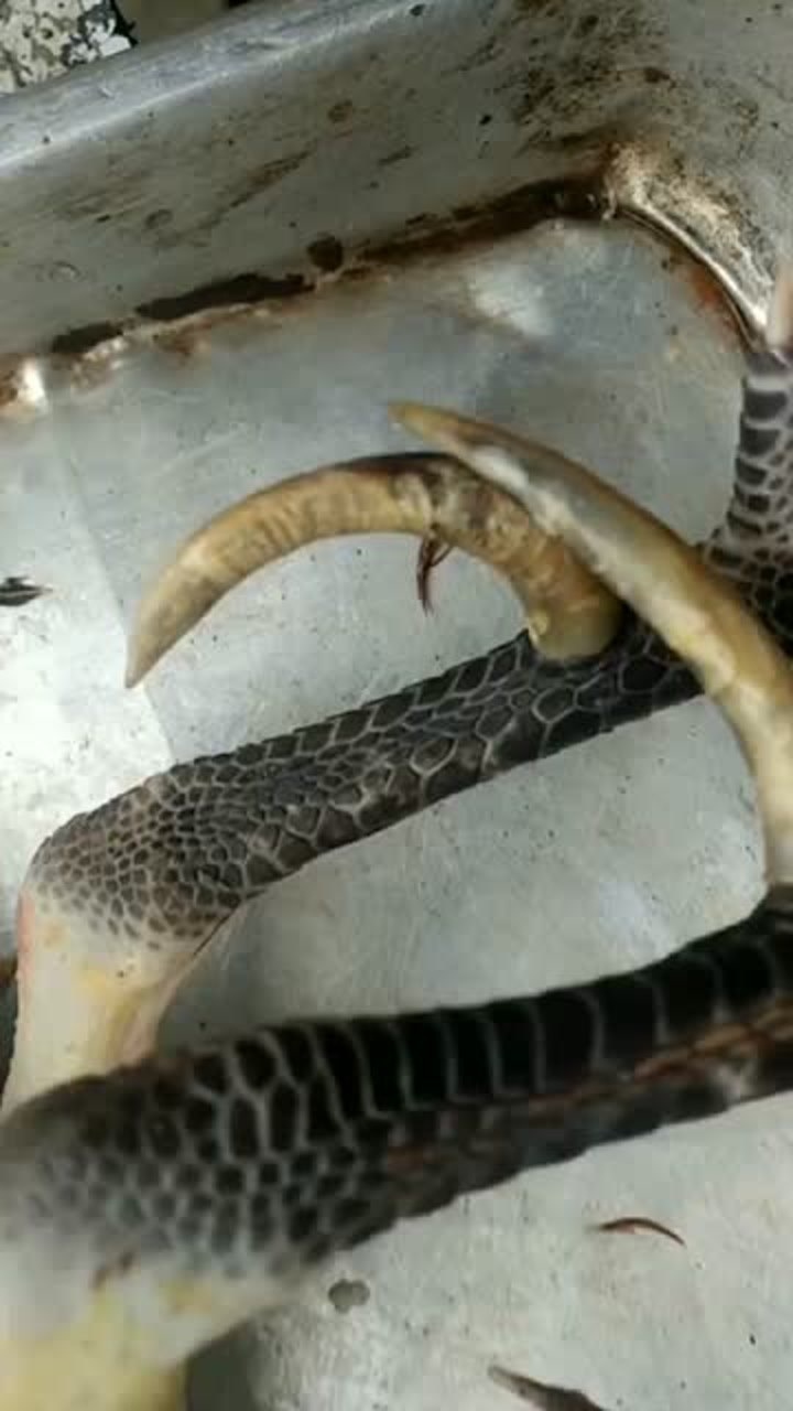 老人说鸡蹬代表鸡的年龄看这长度这鸡得是老前辈了