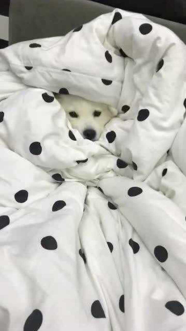 冻死本狗了只好把被子都裹住真是聪明