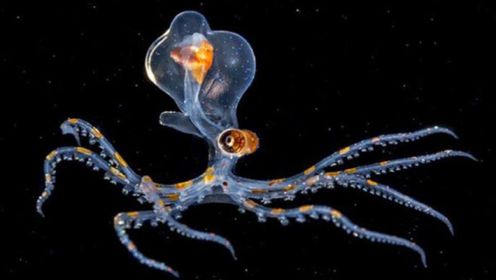 关于章鱼的10个冷知识，章鱼竟然有3颗心脏、9个大脑？